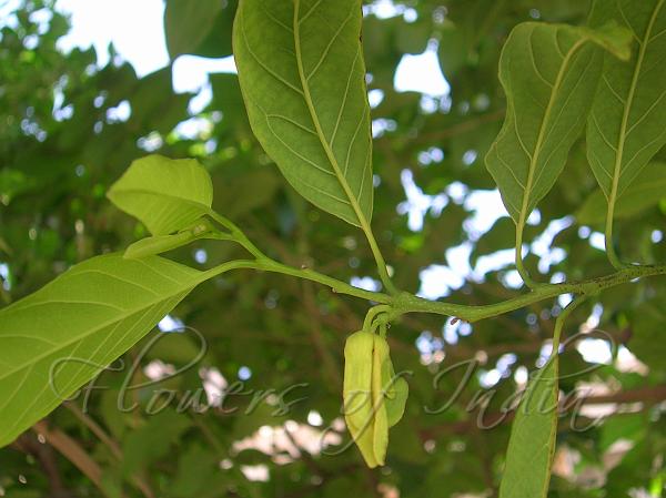 Sugar Apple