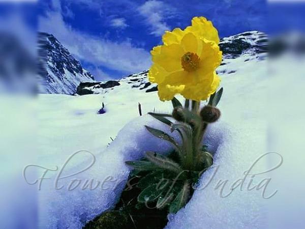Sulphur Poppy