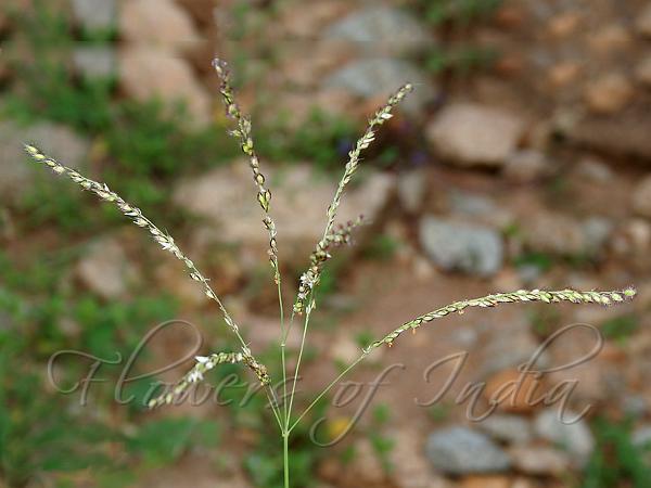 Summer Grass