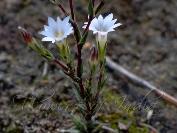 Sun-Loving Gentian