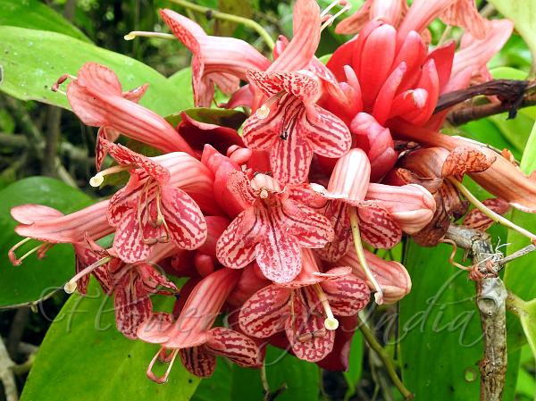 Superb Blushwort
