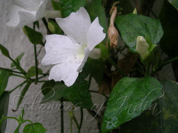 Sweet Clock Vine