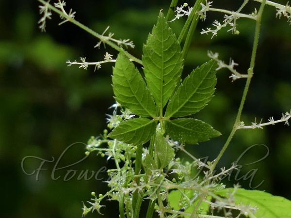 Sweet Tea Vine