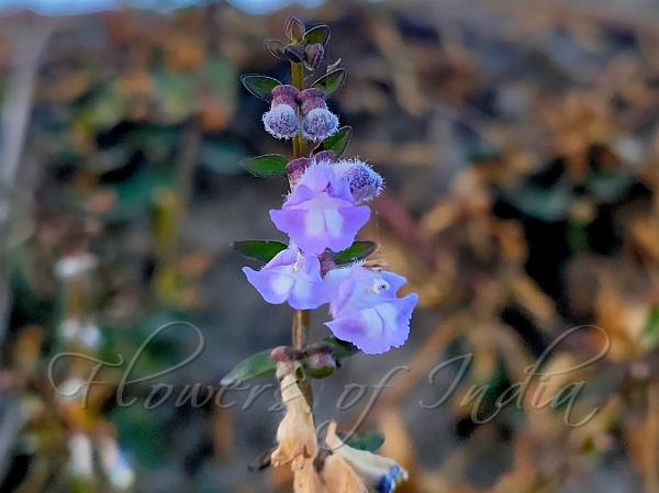 Swollen Skullcap