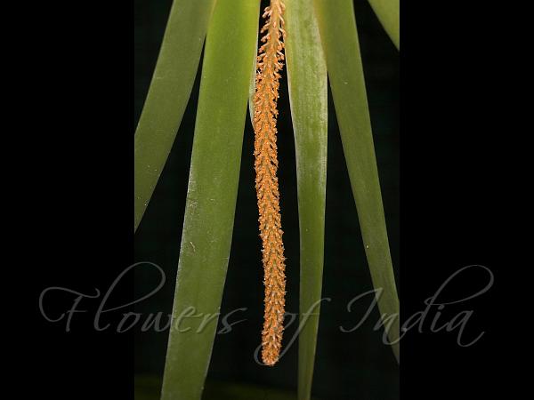 Sword-Leaf Oberonia