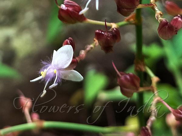 Tall Dewflower