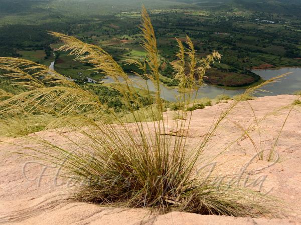 Tall Lawngrass