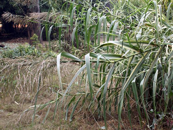 Tall Reed