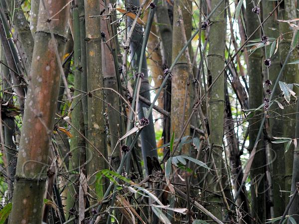 Tama Bamboo