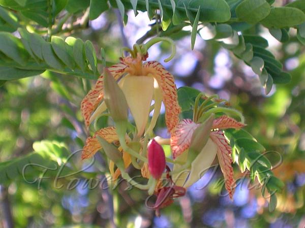 Tamarind