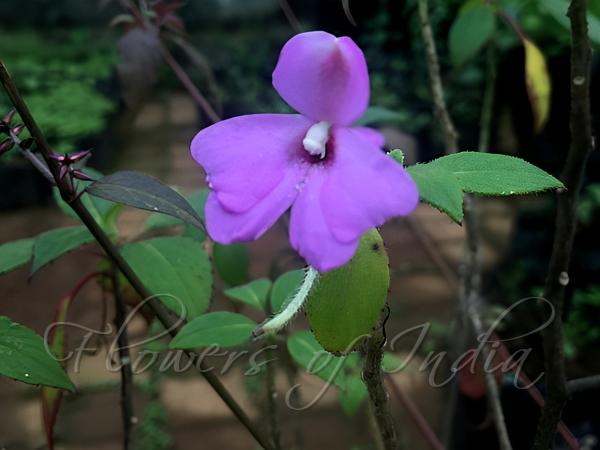 Tamilnadu Balsam