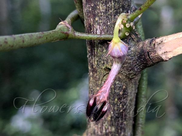 Tamilnadu Purple Ceropegia