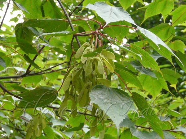 Tapering Leaf Maple