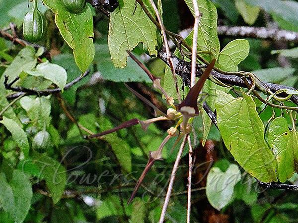 Tapering-Leaf Pipevine