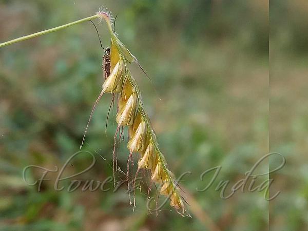 Tender Finger Grass
