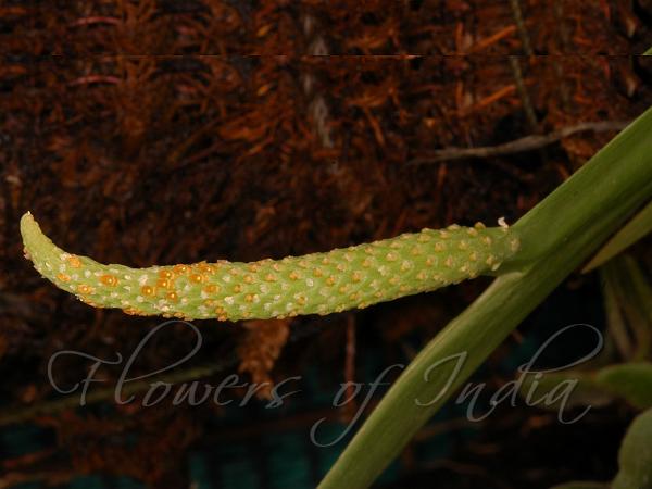 Thick Spine Oberonia