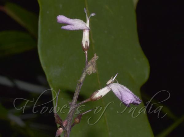 Thin-Flower False Eranthemum