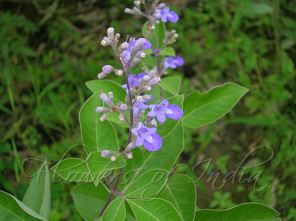 Three-Leaved Chaste Tree