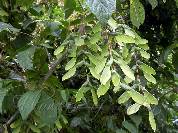 Three-Leaved Maple