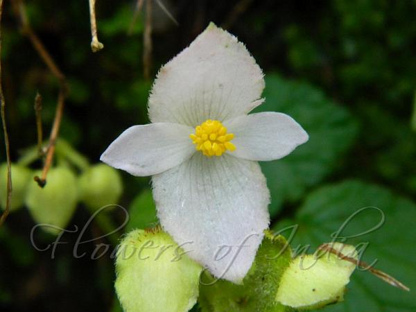 Three-Petal Begonia