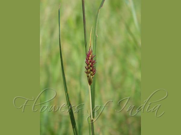 Three-Teeth Beardgrass