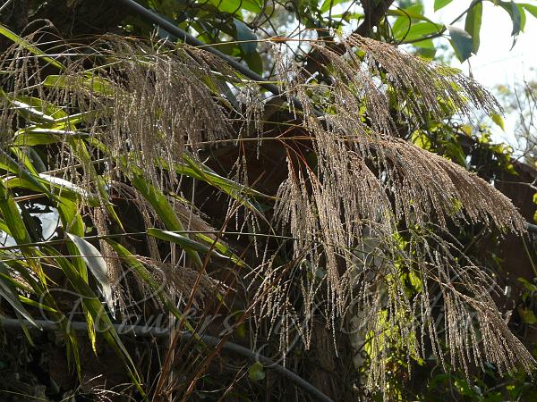 Tiger Grass