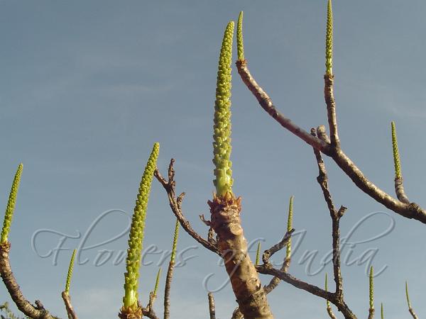 Tiger's Milk Spruce