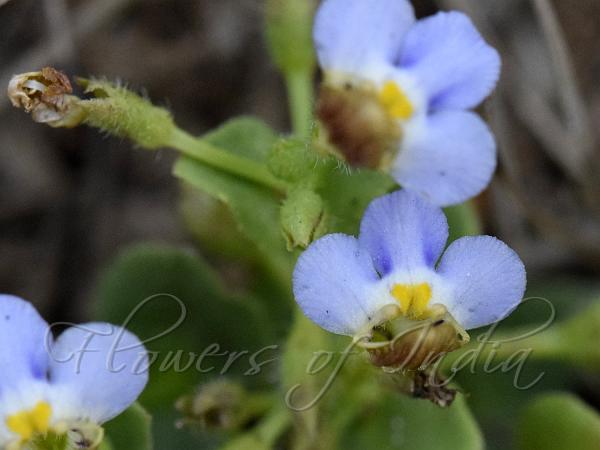 Tiny Slitwort