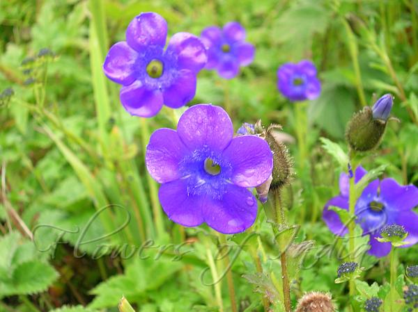 Trailing Bellflower