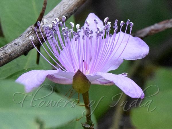 Travancore Caper