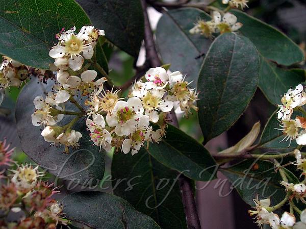Tree Cotoneaster