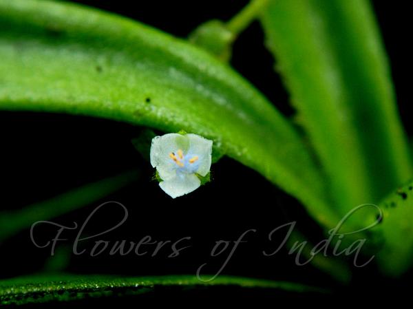 Tree-Dwelling Dew-Grass