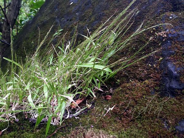 Tree-Dwelling Lawngrass