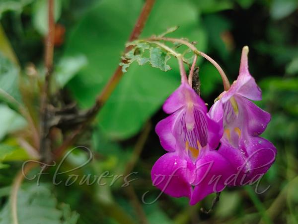 Trilobed Balsam