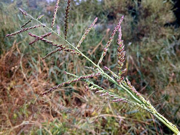 Tropical Cupgrass