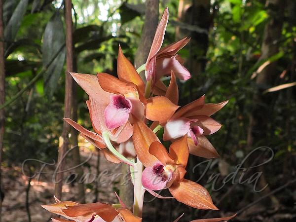 Tropical Eulophia
