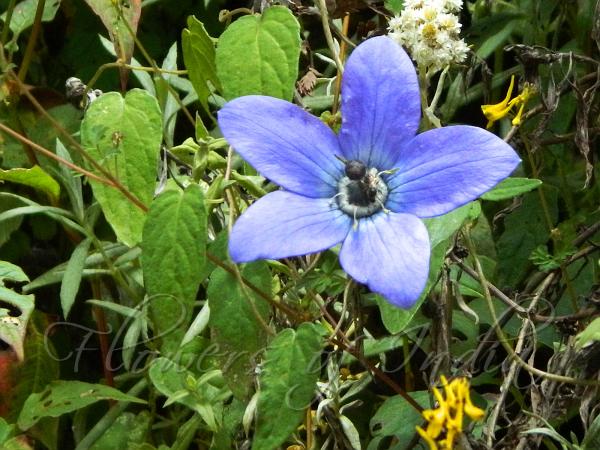Twining Bonnet Bellflower