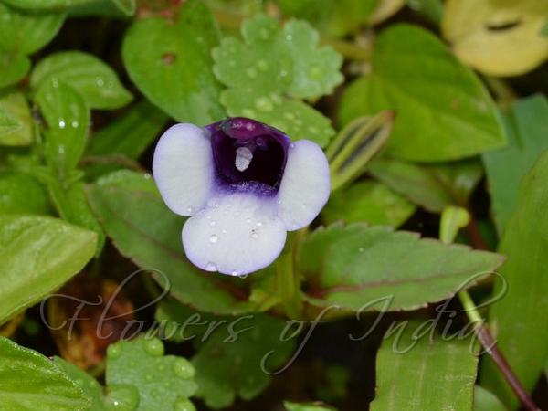Two-Color Wishbone Flower