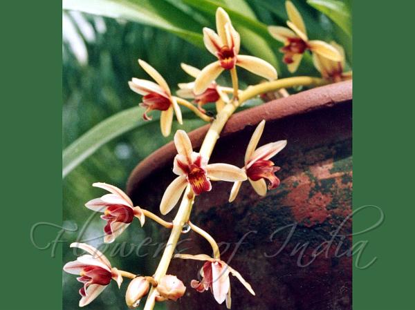 Two-Colored Cymbidium
