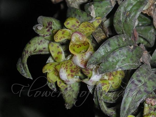 Two-Ranked Belly-Lip Orchid