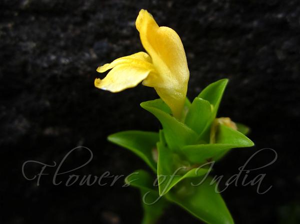 Udipi Turmeric