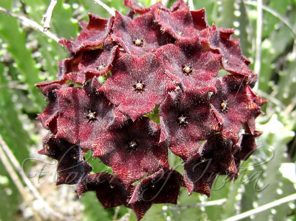 Umbelled Caralluma