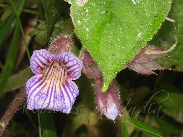Umbelled Henckelia