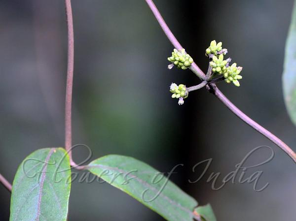 Umbelled Morinda