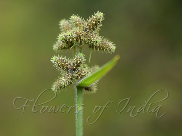 Umbrella Grass