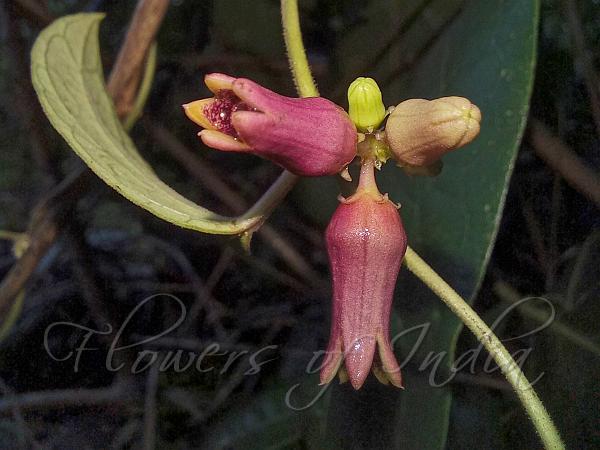 Urn-Flower Creeper