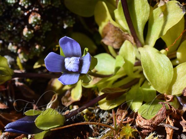 Urn-bearing Gentian