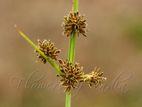 Variable Flatsedge
