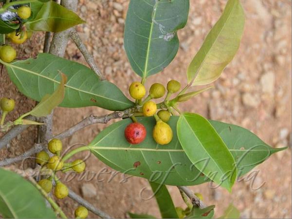 Veined-Leaf Fig