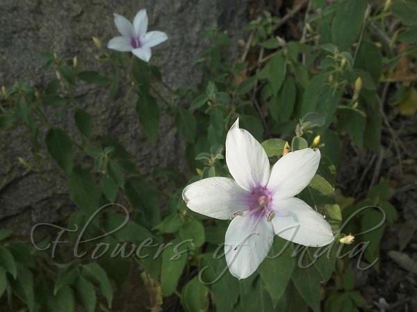 Velvety Bush-Violet